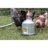 Little Giant 2 Gallon Steel Chick Galvanized Double Wall Fountain - 2 of 3
