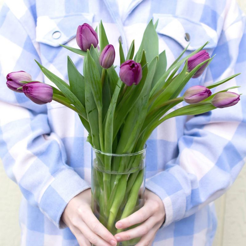 Fresh Cut 10-stem Tulip Flowers - Spritz™, 3 of 7