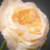 Sullivans Artificial Garden Rose Spray 24"H - 2 of 2