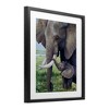 Stupell Industries Baby Elephant And Mother Framed Print Under Glass Art, Black, 17" x 21" - 2 of 4