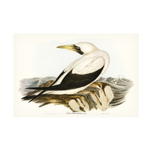 Trademark Fine Art - Elizabeth Gould  Majestic Waterbird VI Canvas Art - 1 of 4