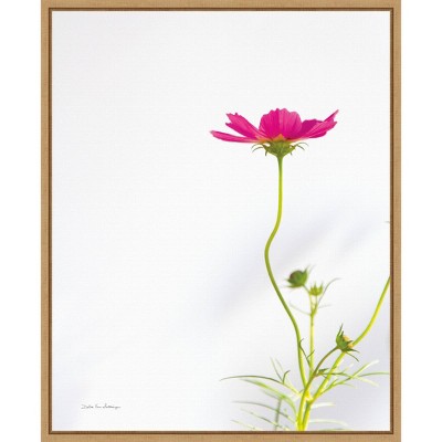 16" x 20" Magenta Cosmos II by Debra Van Swearingen Framed Wall Canvas - Amanti Art