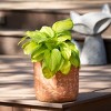 15"H Sullivans Cement Mottled Rust Planter Set of 3, Copper - 3 of 4