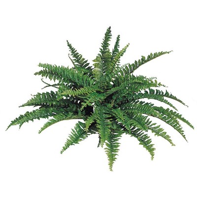Floral Home 34" Wide Boston Fern with 50 Lifelike Fronds - 6-Piece