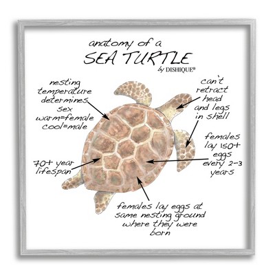 Stupell Industries Sea Turtle Anatomy Marine Life Animal Chart Gray ...