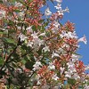 Abelia 'Rose Creek' 1pc: Evergreen Shrub, White Blooms, National Plant Network 2.25gal - 2 of 3