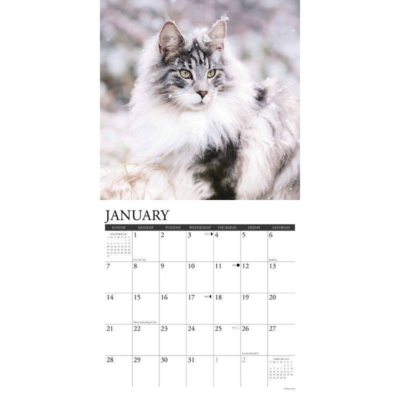 Willow Creek Press 2024 Wall Calendar 12&#34;x12&#34; Just Maine Coon Cats, 3 of 4