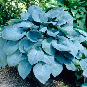 Van Zyverden 3ct Roots Hosta Sieboldiana Elegans - 1 of 4