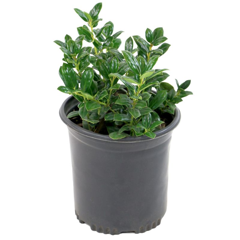 Holly &#39;Dwarf Burford&#39; 1pc U.S.D.A. Hardiness Zones 7-9 National Plant Network 2.5qt, 1 of 5