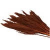 35'' x 2'' Dried Plant Pampas Natural Foliage with Long Stems Copper - Olivia & May - 4 of 4