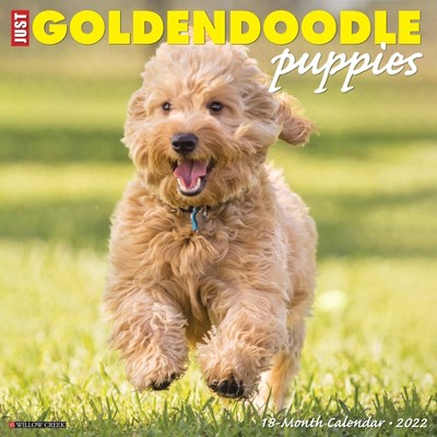 2022 Wall Calendar Just Goldendoodle Puppies - Willow Creek Press