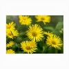 Trademark Fine Art - Harri Aho yellow field Matted Framed Art - 3 of 4