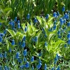 Van Zyverden 12ct Bulbs Muscari Grape Hyacinths - 2 of 4