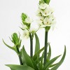 4" White Star Ornithogalum Plant - Good Little Garden™ - 3 of 3
