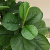 Faux Fig 6ft Artificial Fiddle Leaf Ficus Tree - High Imitation Artificial Decoration for Home and Office Use with Pot Decorative Fruit Plant Nature - 2 of 4