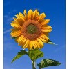 Giant Sunflower Kit - Hundreds of Jumbo Sun Flower Seeds for Planting - Yields Edible Seed - 2 of 4