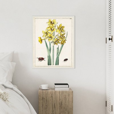 Dutch Florals III Yellow Daffodils Canvas Print with White Frame
