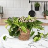 Green Circle Growers 5" Pothos Houseplant Seagrass Planter - 3 of 4