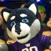 Bleacher Creatures Washington Huskies Harry the Husky 10" Mascot Plush Figure - 4 of 4