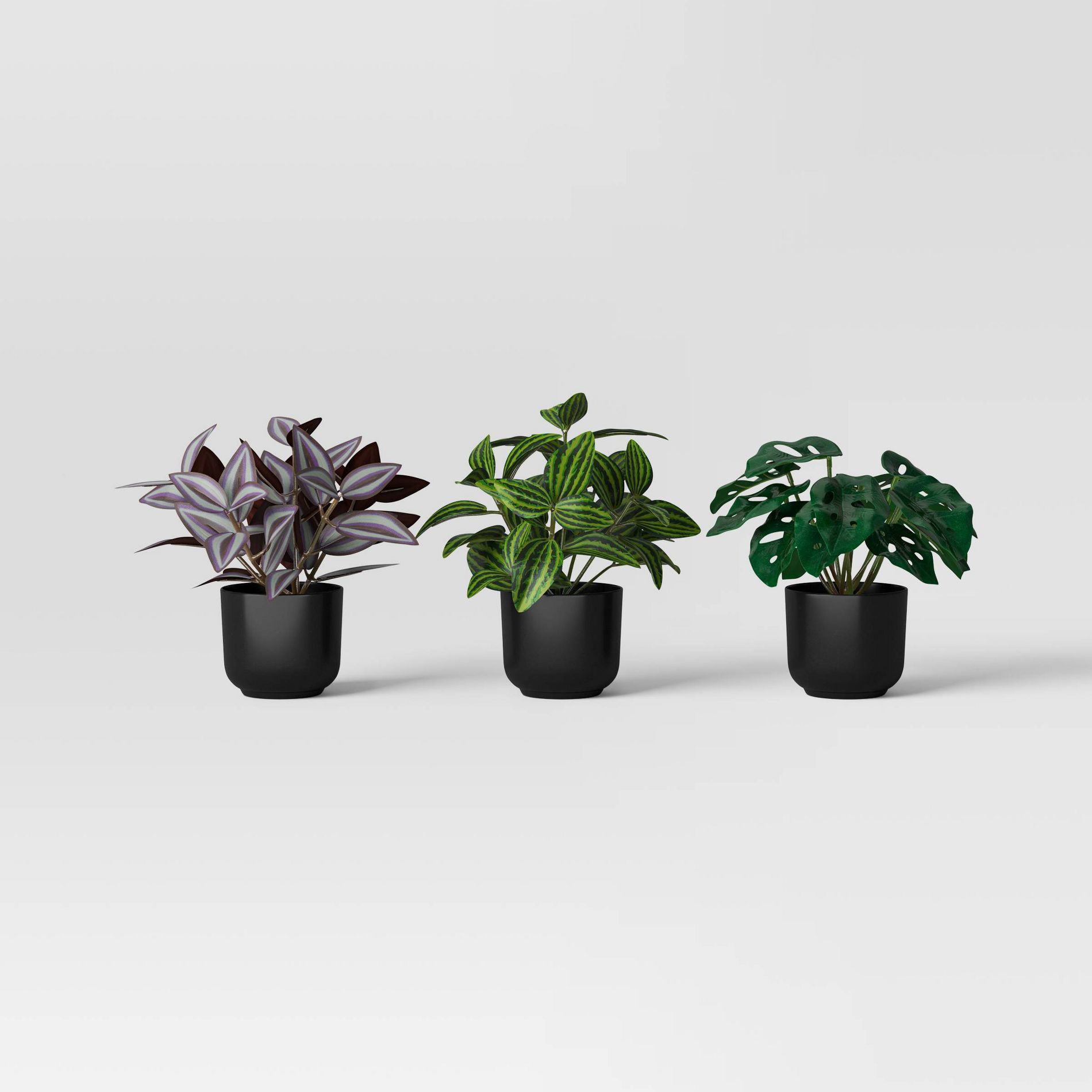 Trend Plant Multipack in Black Pot - Room Essentials™