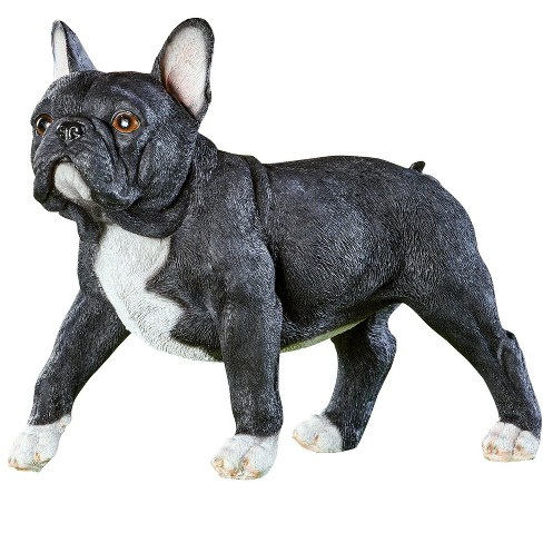 black and white french bulldog