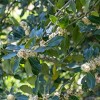 National Plant Network Live Outdoor Nellie R. Stevens Holly Plant - 1ct 3gal - 2 of 4
