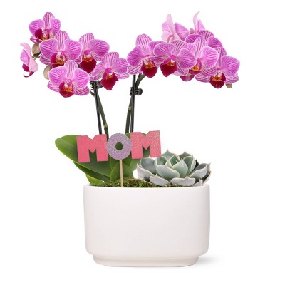 Green Circle Growers 4" Pink Orchid and Succulent Houseplant Ceramic Planter