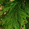 Nearly Natural 7' Artificial Real Touch Norfolk Island Pine Christmas Tree with Natural Look - 2 of 4