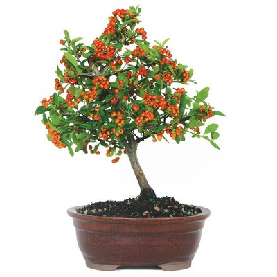 Medium Dwarf Pyracantha Outdoor Live Plant - Brussel's Bonsai