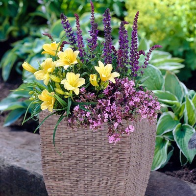 Van Zyverden Patio Sun Garden Kit with Decorative Rattan Planter and Roots