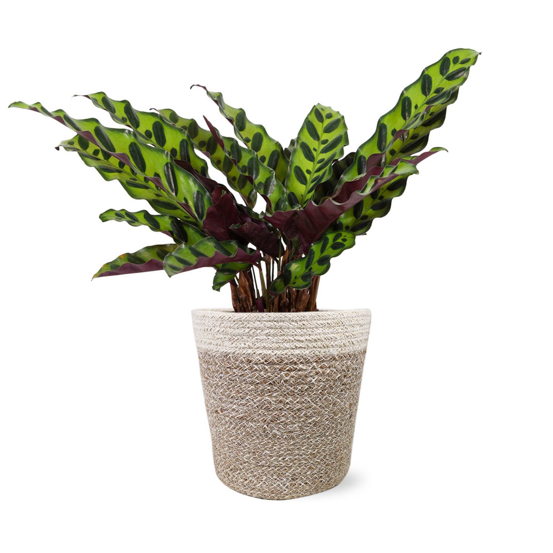 Live 5" Rattlesnake Calathea Houseplant in Cream Jute Planter