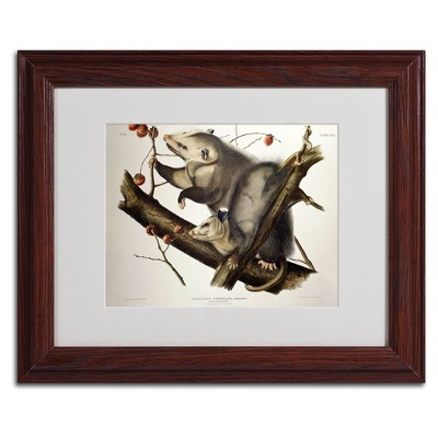 Trademark Fine Art -John James Audubon 'Virginian Opossum' Matted Framed Art