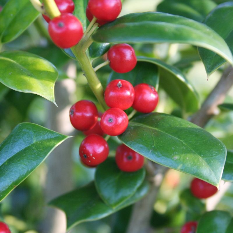Holly &#39;Needlepoint&#39; 2.25gal U.S.D.A. Hardiness Zones 7-9 - 1pc - National Plant Network, 4 of 5