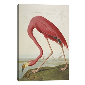  American Flamingo by John James Audubon Unframed Wall Canvas - iCanvas - 1 of 3