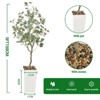 Artificial Eucalyptus Tree 6ft, Faux Plant with Basket, Fake Eucalyptus Trees w/White Silver Dollar Leaves, Faux Potted Plants for Home Office Decor - 2 of 4