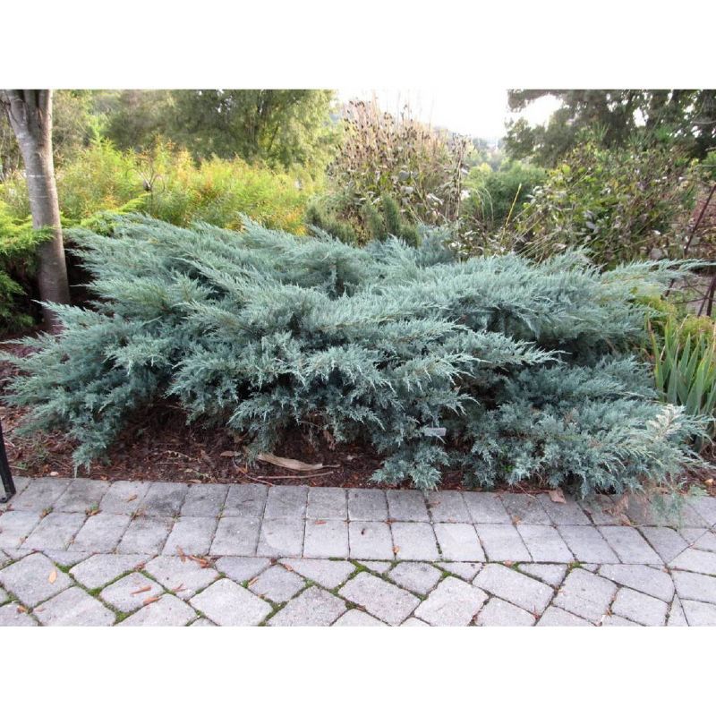 2.25gal Owl Juniper Plant Gray - National Plant Network, 3 of 6