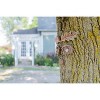 Nat & Jules Acorn Eyes Brown 3 inch Resin Stone Outdoor Tree Face Statue - 4 of 4