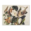 Trademark Fine Art -John James Audubon 'Black-Billed Cuckoo' Canvas Art - 2 of 4