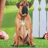 Collections Etc Realistic Mastiff Outdoor Garden Stake - 2 of 2