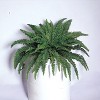 Floral Home 48" Boston Fern with 88 Lush Fronds - 2-Piece - 2 of 4