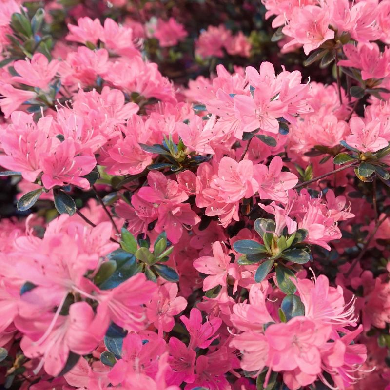 2.5qt Pink Pearl Azalea Plant with Pink Blooms - National Plant Network, 5 of 6