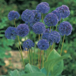 Van Zyverden 25ct Bulbs Allium Azureum Blue Globe Onions - 1 of 4