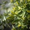Sullivans Artificial 18" Jasmine Bush Set of 3, Green - 2 of 2