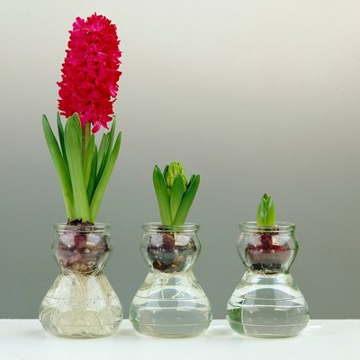 Hyacinth Kit With Clear Artisan Glass - Red - Van Zyverden