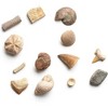 Dan&Darci Dig a Dozen Fossil Bricks Kit- Educational Gift for Kids, - 2 of 4