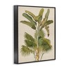 Stupell Industries Vintage Tropical Plant, 11" x 14" - 3 of 4
