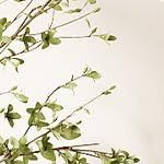 white against wood color