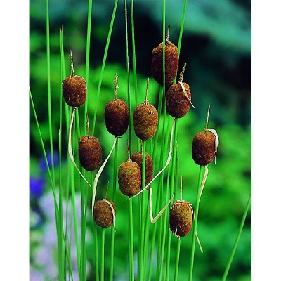 Van Zyverden Premium Series Pond Marginal Typha Minima Mini Cattail Kit