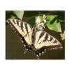 Trademark Fine Art Leslie Montgomery Eastern Tiger Swallowtail Butterfly Wingspan Wood Slat Art - 3 of 4