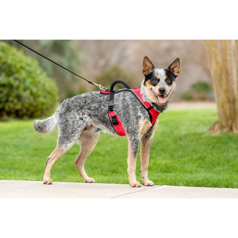 PetSafe EasySport Adjustable Dog Harness, 3 of 11